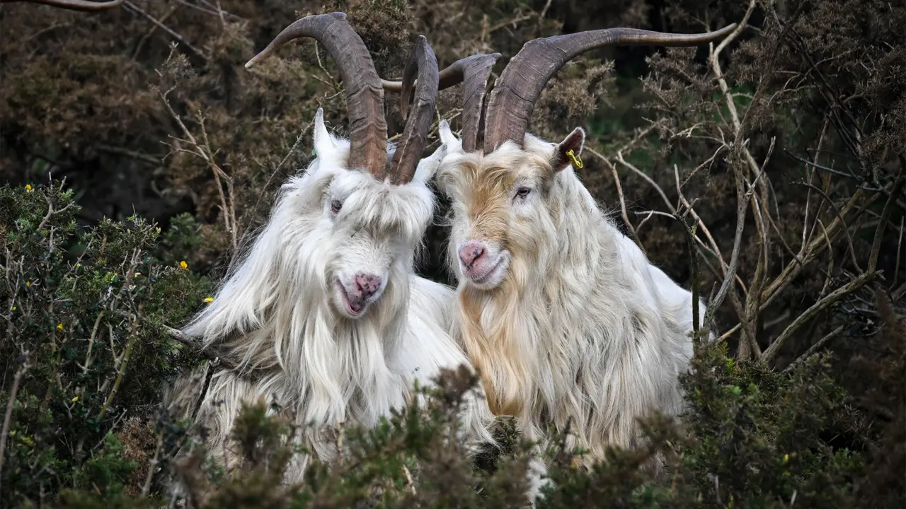 Microsoft researcher uses Age of Empires II goats to mock AI consciousness