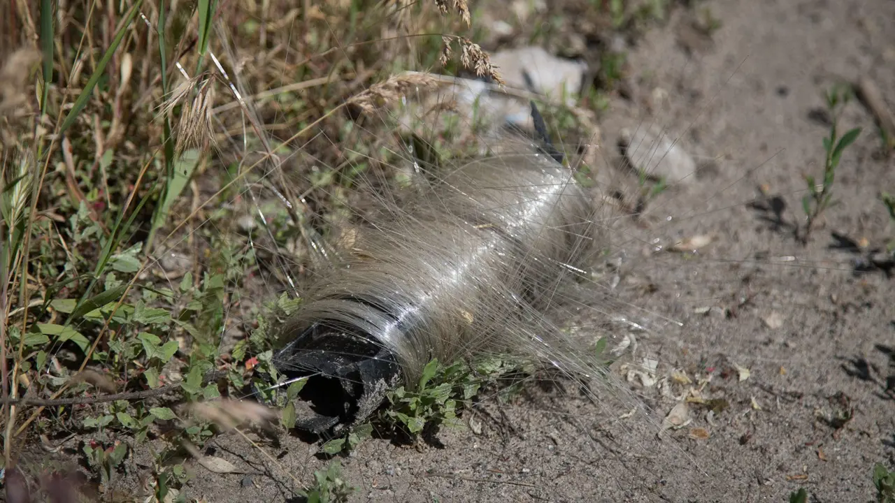 Ukraine Birds Weave Drone Fiber Optic Cables Into Nests After Bomb Blast