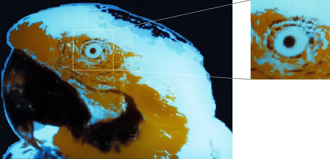Micro-OLED display prototype showing a colorful parrot image